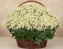 Цветочная композиция из Ромашки в корзине #REPLACE_PRED# Поселке совхоза Астапово